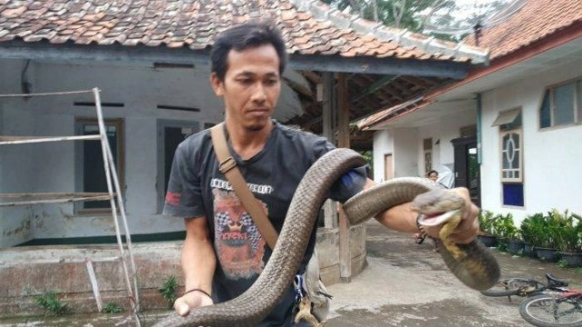 หนุ่มอินโด เก็บงูจงอาง มาเลี้ยงเหมือนลูก