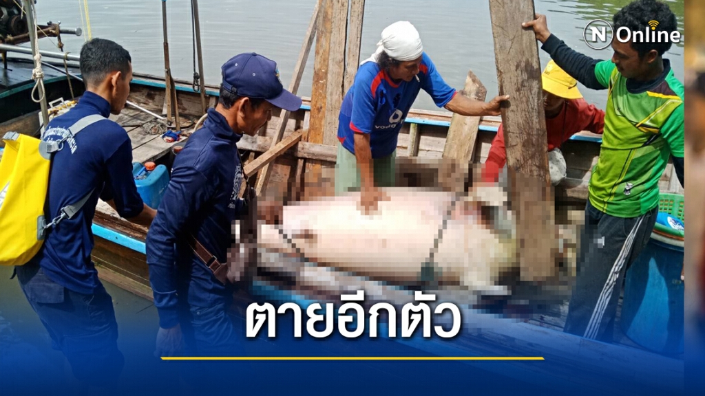 พะยูนหลงฝูงลอยตาย พะยูนหลงฝูงลอยตาย