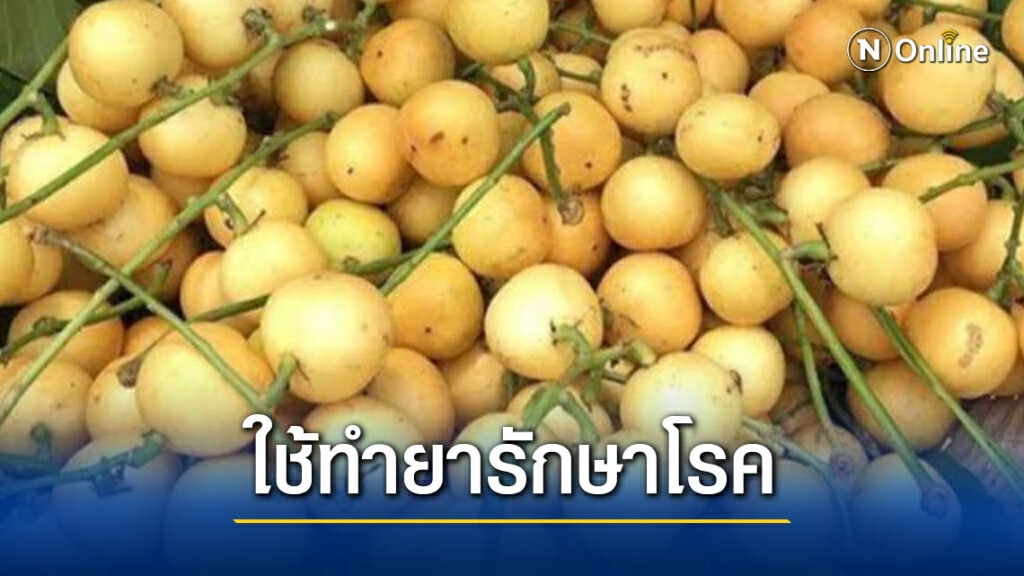 หมอชาวบ้าน เผย "มะไฟ" มีสรรพคุณช่วยย่อยอาหาร ละลายเสมหะ