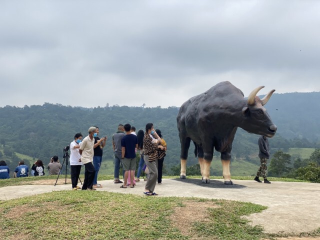 กางเต็นท์ ดูกระทิงและสัมผัสอากาศหนาวที่วังน้ำเขียว