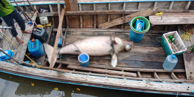 พะยูนหลงฝูงลอยตาย