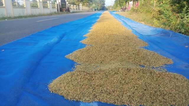 ชาวนาวอนเห็นใจ ตากข้าวบนถนนแค่ปีละครั้ง