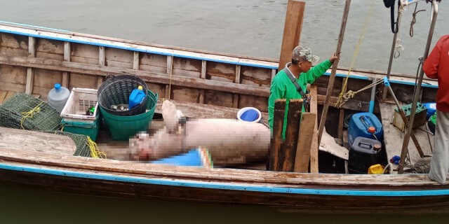 พะยูนหลงฝูงลอยตาย