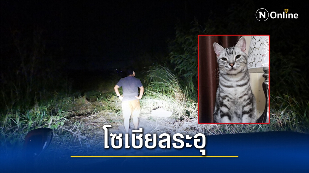 โซเชียลระอุ! กู้ภัยจับ แมวอเมริกันช็อตแฮร์ ปล่อยป่าข้างถนน เจ้าของโวยทำไมถึงไม่รอ!