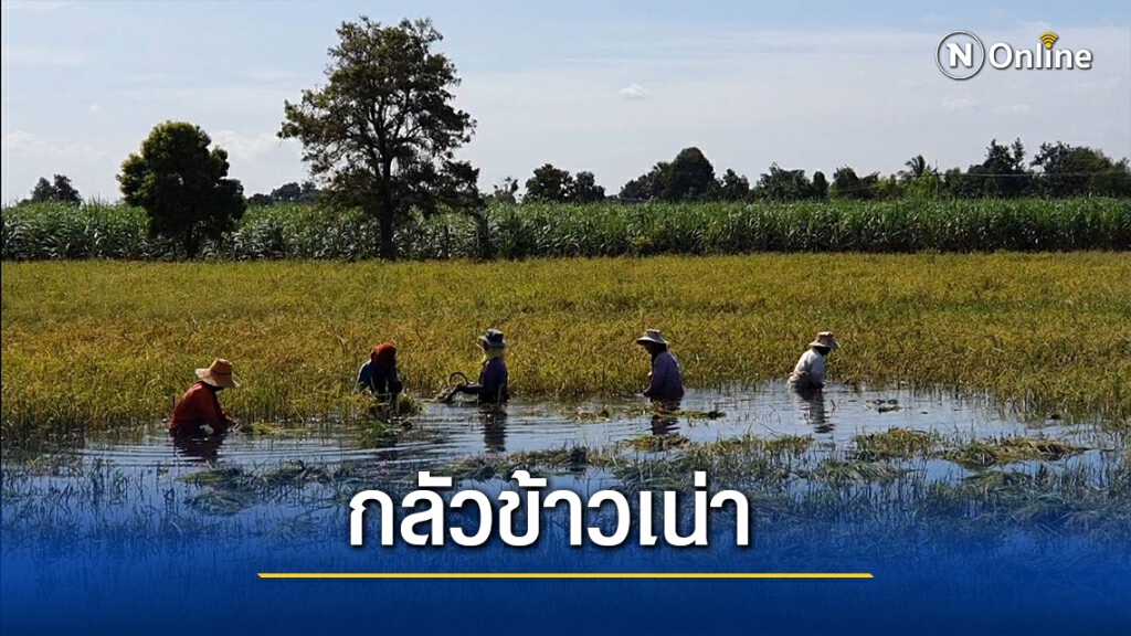 ชาวนาพิมายไม่ไว้ใจพายุ เร่งเก็บเกี่ยวก่อนข้าวเน่า ชาวนาพิมายไม่ไว้ใจพายุ เร่งเก็บเกี่ยวก่อนข้าวเน่า