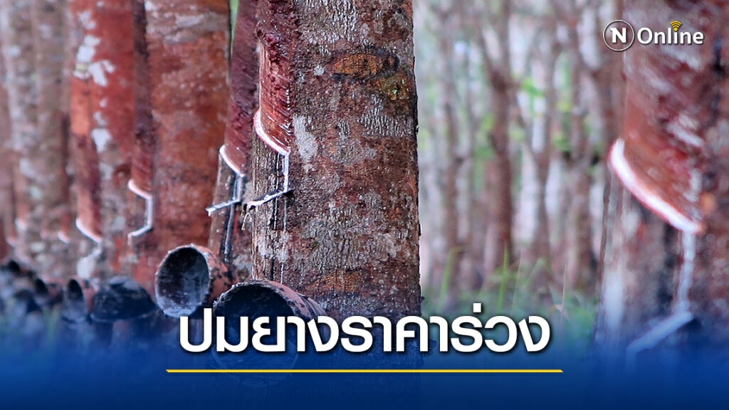 เกษตรฯระบุเทขายล่วงหน้า – ล็อคดาวน์ ทำยางราคาร่วง