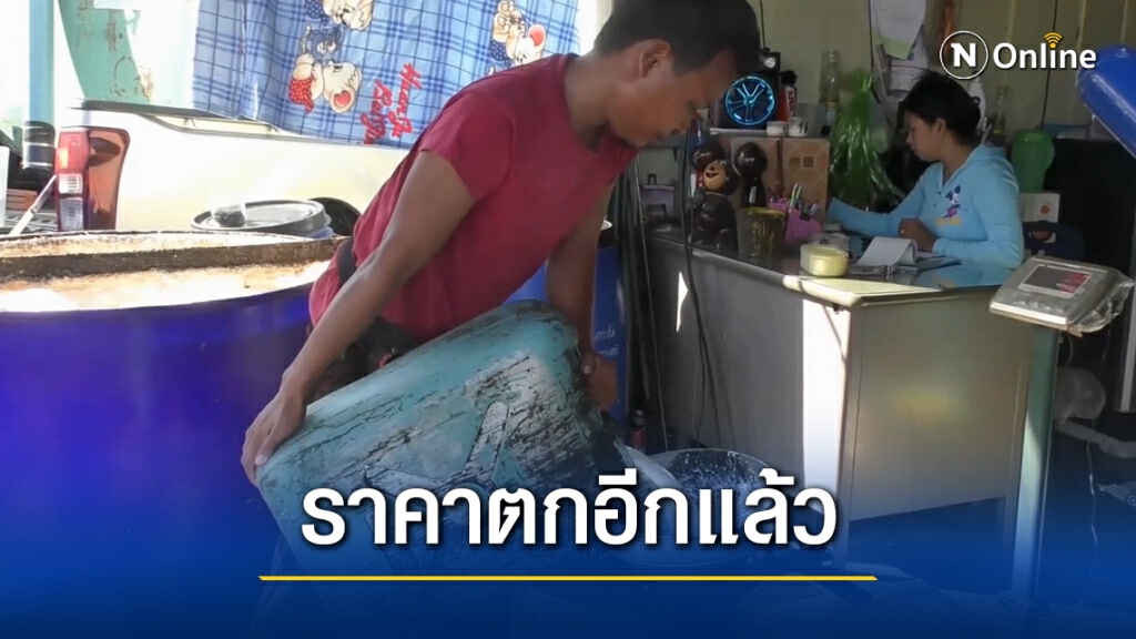 ชาวสวนตรัง วอนรัฐบาลเร่งแก้ราคายาง