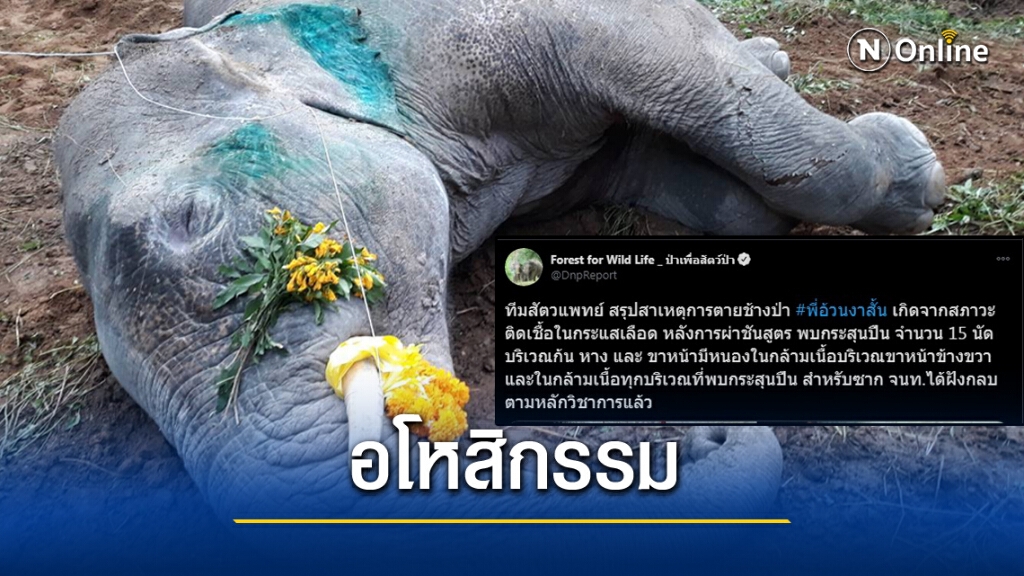 ฝังแล้ว! "พลายงาสั้น" ชีวิตช้างไทย วิบากกรรมจากน้ำมือคน