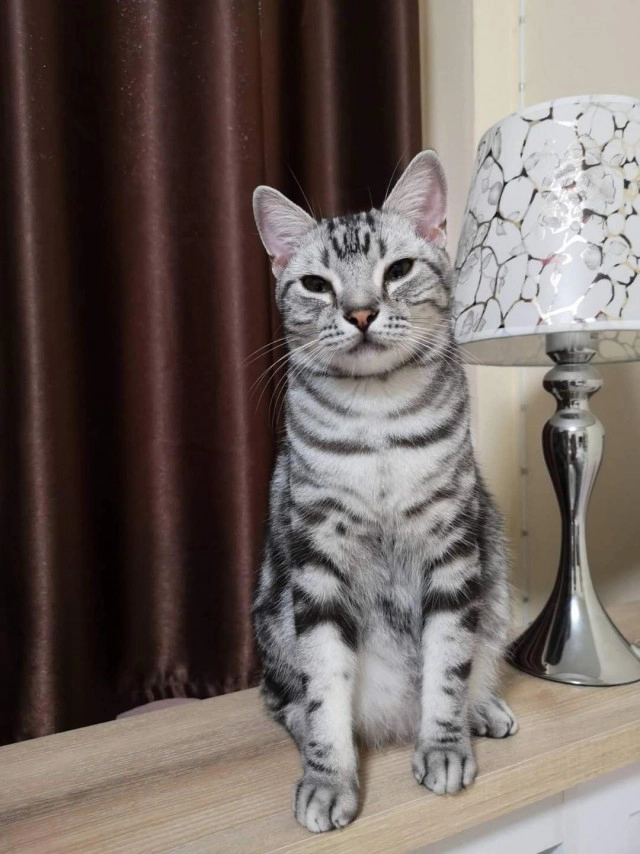 โซเชียลระอุ! กู้ภัยจับ แมวอเมริกันช็อตแฮร์ ปล่อยป่าข้างถนน เจ้าของโวยทำไมถึงไม่รอ!