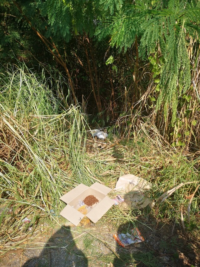 โซเชียลระอุ! กู้ภัยจับ แมวอเมริกันช็อตแฮร์ ปล่อยป่าข้างถนน เจ้าของโวยทำไมถึงไม่รอ!