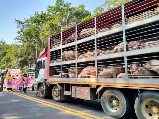 ผู้ประกอบการประท้วงถูกตัดสิทธิ์ส่งออกหมูกัมพูชา