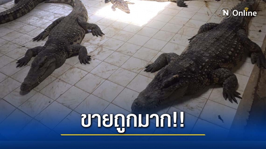 ชาวเน็ตฮือฮา!! หนุ่มโพสต์ประกาศขายจระเข้ 12 ตัว 3 หมื่นบาท ชาวเน็ตฮือฮา!! หนุ่มโพสต์ประกาศขายจระเข้ 12 ตัว 3 หมื่นบาท