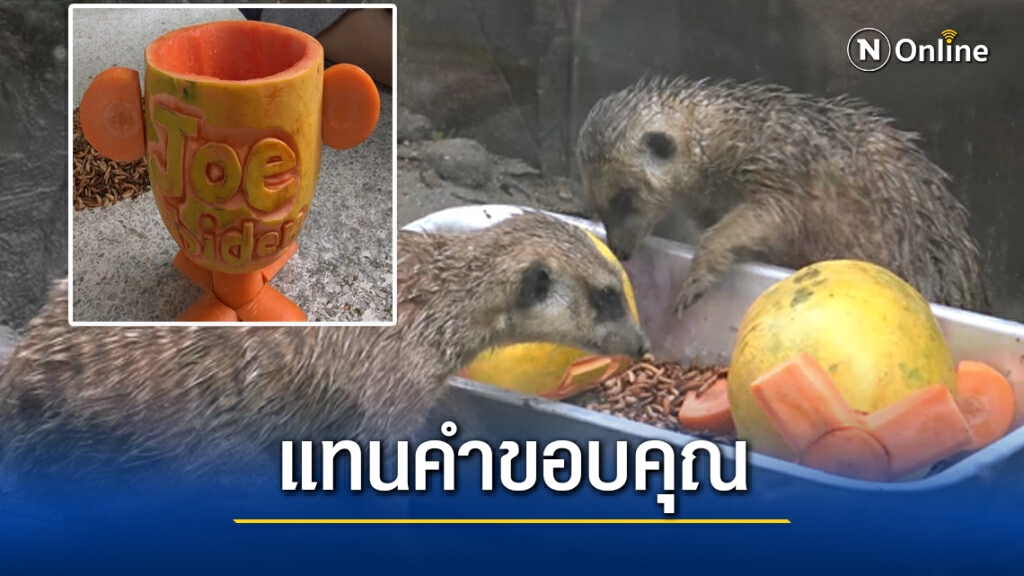 เสิร์ฟเมนูพิเศษ "เมียร์แคท" ทายผลเลือก "โจ ไบเดล"