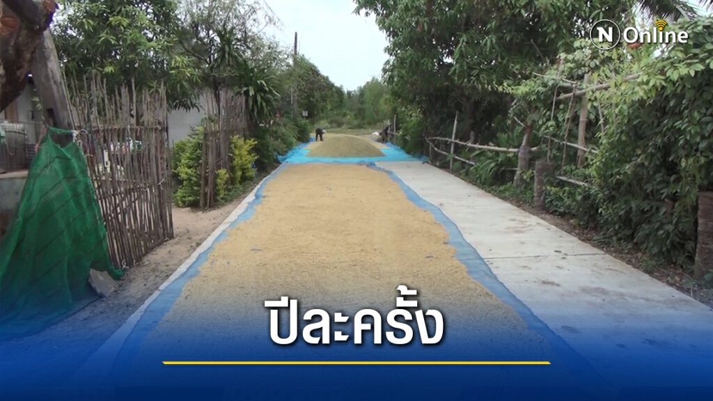 ชาวนาบุรีรัมย์วอนเห็นใจขอตากข้าวเปลือกบนถนน