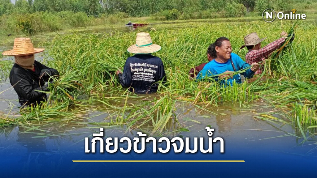 ชาวนาระทมเร่งเกี่ยวข้าวจมน้ำ ชาวนาระทมเร่งเกี่ยวข้าวจมน้ำ