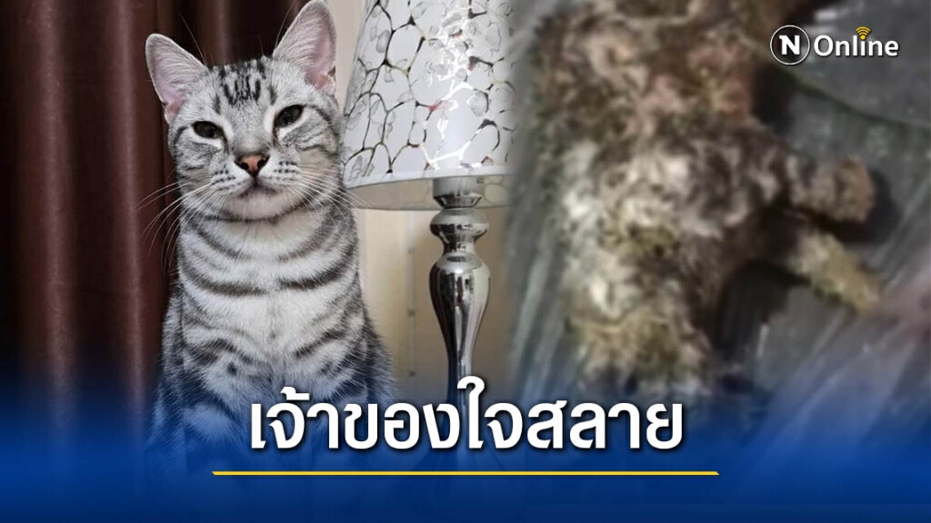 ไทม์ไลน์! กู้ภัยจับแมวปล่อยป่า เจ้าของใจสลาย พบเจ้าเหมียวสิ้นใจ