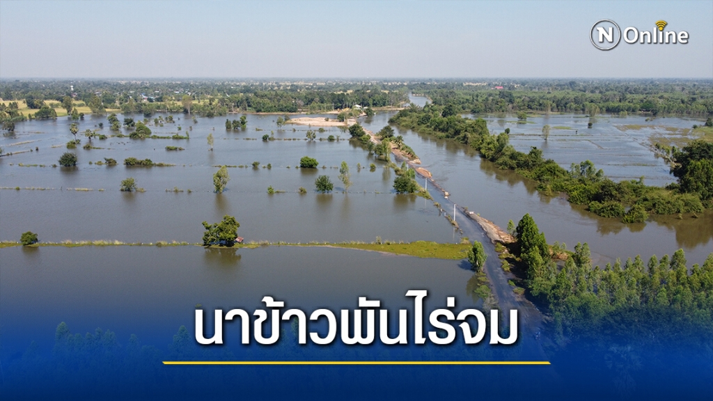 น้ำมูลไหลสมทบลำน้ำมาศ เอ่อท่วมนาข้าวเสียหายพันไร่ น้ำมูลไหลสมทบลำน้ำมาศ เอ่อท่วมนาข้าวเสียหายพันไร่