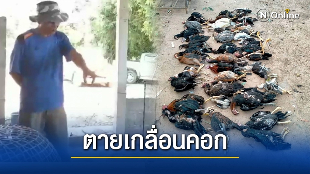 ฝูงหมาสุดโหด มุดเล้าไก่ชนพันธุ์ดีไล่กัดตายเกลื่อนกว่า 40 ตัว ฝูงหมาสุดโหด มุดเล้าไก่ชนพันธุ์ดีไล่กัดตายเกลื่อนกว่า 40 ตัว