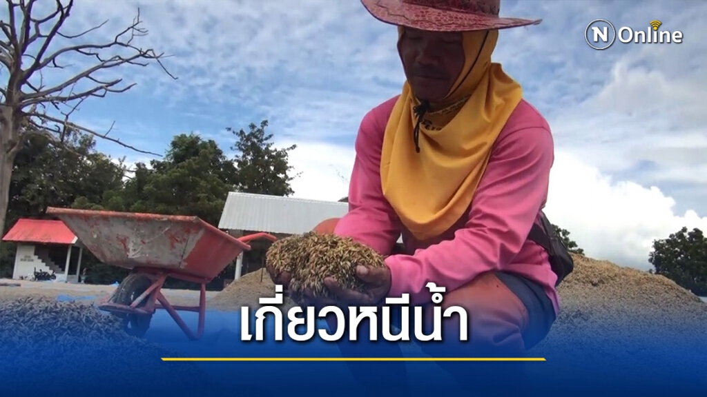 เร่งเกี่ยวข้าวหนีน้ำท่วมหวั่นน้ำมูลเอ่อท่วม