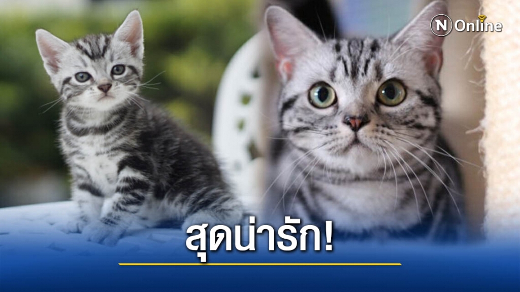 ทำความรู้จัก แมวสายพันธุ์ อเมริกัน ช็อตแฮร์