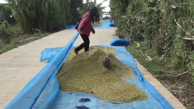ชาวนาบุรีรัมย์วอนเห็นใจขอตากข้าวเปลือกบนถนน