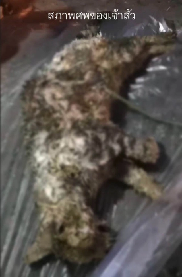 ไทม์ไลน์! กู้ภัยจับแมวปล่อยป่า เจ้าของใจสลาย พบเจ้าเหมียวสิ้นใจ