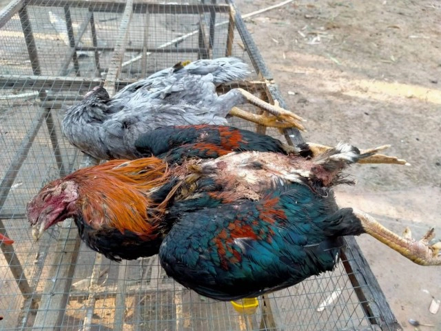 ฝูงหมาสุดโหด มุดเล้าไก่ชนพันธุ์ดีไล่กัดตายเกลื่อนกว่า 40 ตัว