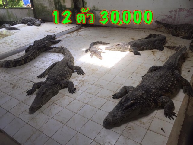 ชาวเน็ตฮือฮา!! หนุ่มโพสต์ประกาศขายจระเข้ 12 ตัว 3 หมื่นบาท