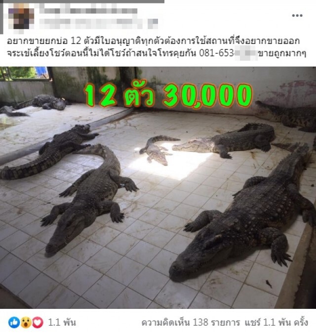 ชาวเน็ตฮือฮา!! หนุ่มโพสต์ประกาศขายจระเข้ 12 ตัว 3 หมื่นบาท