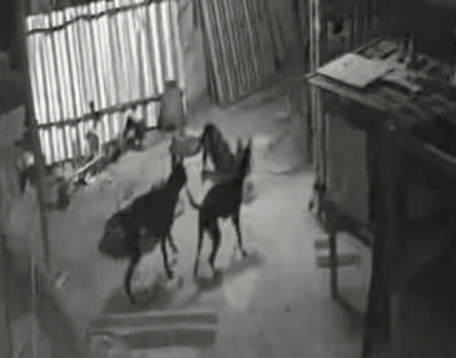 ฝูงหมาสุดโหด มุดเล้าไก่ชนพันธุ์ดีไล่กัดตายเกลื่อนกว่า 40 ตัว