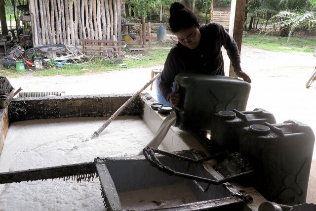 เกษตร-พาณิชย์  คลอดมาตรการรับมือราคายางผันผวน