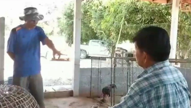 ฝูงหมาสุดโหด มุดเล้าไก่ชนพันธุ์ดีไล่กัดตายเกลื่อนกว่า 40 ตัว