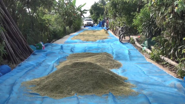 ชาวนาบุรีรัมย์วอนเห็นใจขอตากข้าวเปลือกบนถนน