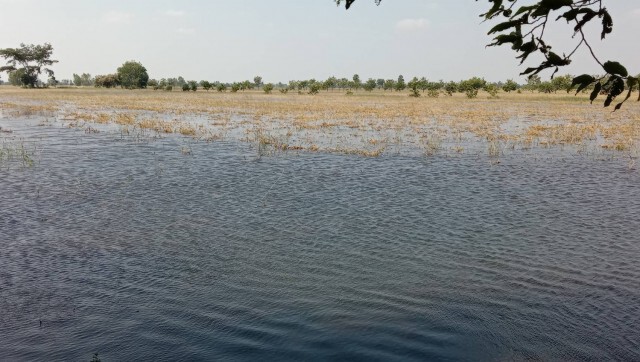 เขื่อนพิมายเร่งดันน้ำเหนือเขื่อนออก นาข้าวบ้านเรือนเสียหาย