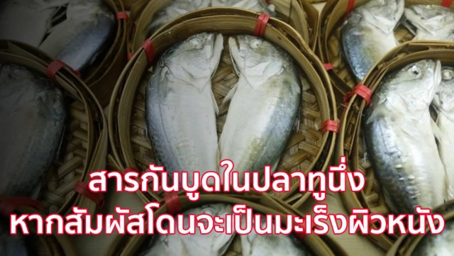 กินปลาทูเสี่ยงมะเร็ง (ข่าวปลอม)