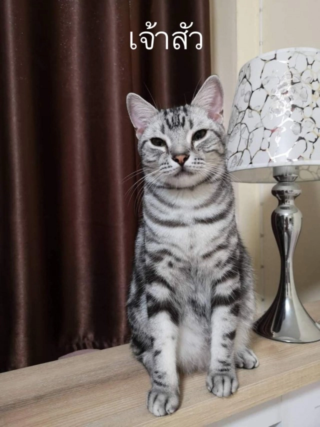 ไทม์ไลน์! กู้ภัยจับแมวปล่อยป่า เจ้าของใจสลาย พบเจ้าเหมียวสิ้นใจ