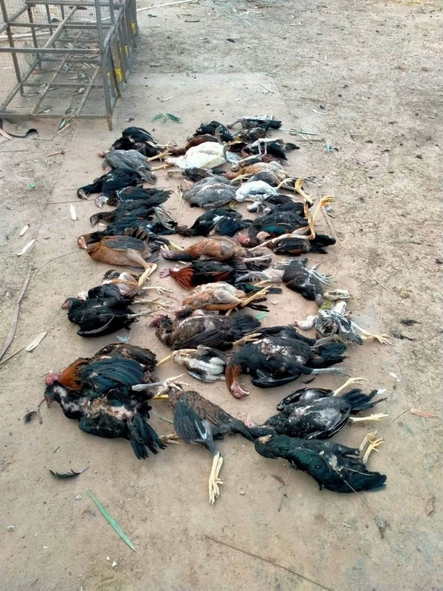 ฝูงหมาสุดโหด มุดเล้าไก่ชนพันธุ์ดีไล่กัดตายเกลื่อนกว่า 40 ตัว