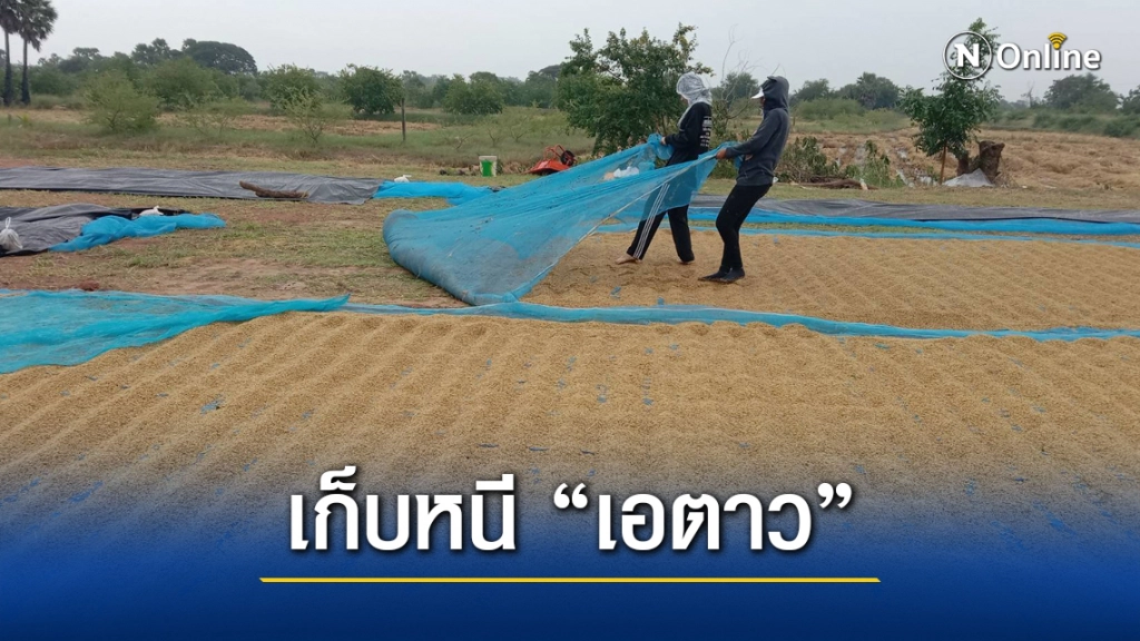 พายุเอตาวทำฝนตก รีบเก็บข้าวเปลือกตากลาน