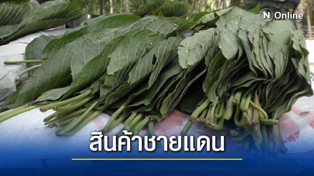 ทหารยึดเพิ่มใบกระท่อมข้ามชาติไทย-มาเลเซีย ทหารยึดเพิ่มใบกระท่อมข้ามชาติไทย-มาเลเซีย