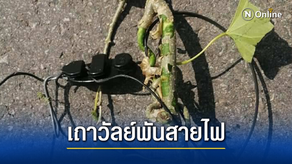 พบเถาวัลย์พันสายไฟย้อยถนนหวั่นเกิดเหตุซ้ำพันคอลุงขี่ จยย.