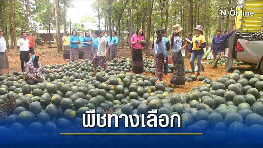 ปลูก"แตงโมกินรี"สร้างรายได้งามทดแทนทำนา ปลูก"แตงโมกินรี"สร้างรายได้งามทดแทนทำนา