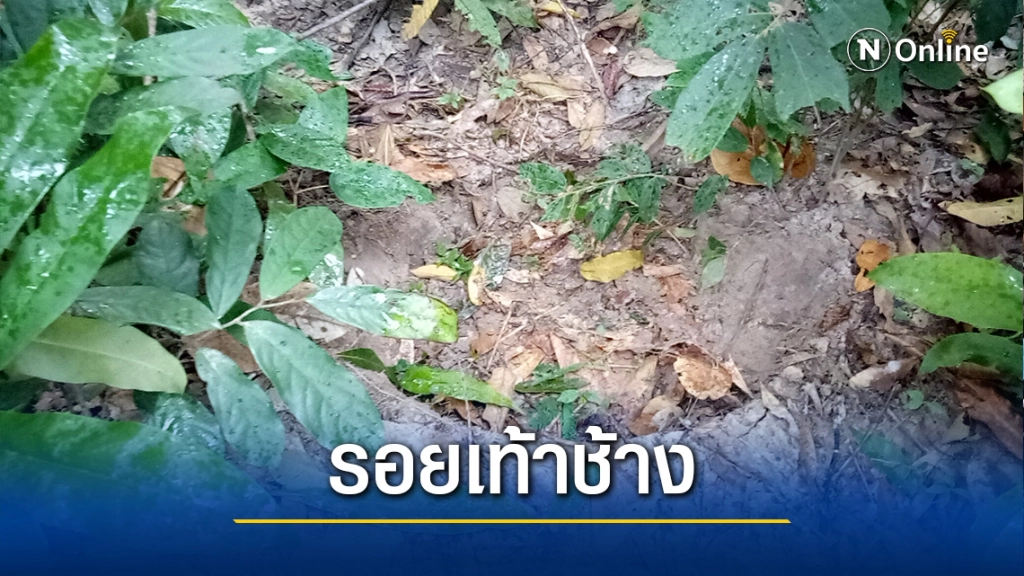 ชาวสวนผวา!พบรอยเท้าช้างป่าออกอาละวาดกินพืชผล