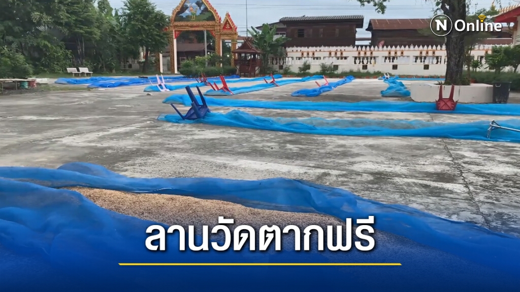 หลวงพ่อเปิดลานวัดให้ชาวบ้านตากข้าว หลวงพ่อเปิดลานวัดให้ชาวบ้านตากข้าว