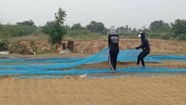 พายุเอตาวทำฝนตก รีบเก็บข้าวเปลือกตากลาน