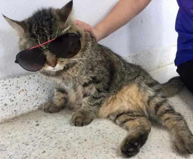 ฮือฮา!! การไฟฟ้าทุ่งเสลี่ยม แต่งตั้งแมวพี่คุ้ง เป็นผู้ช่วย รปภ. แฟนคลับตรึม