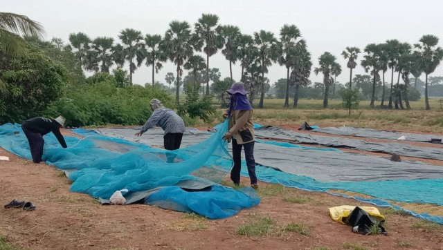 พายุเอตาวทำฝนตก รีบเก็บข้าวเปลือกตากลาน