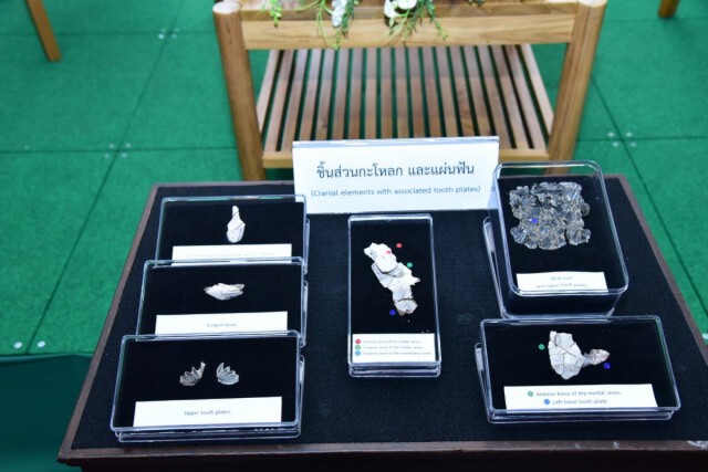 รมว.ทส.แถลง พบซากดึกดำบรรพ์ปลาปอดชนิดใหม่ –อายุ150ล้านปี