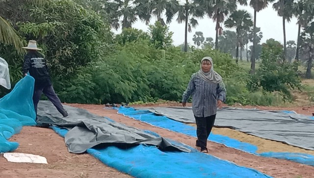 พายุเอตาวทำฝนตก รีบเก็บข้าวเปลือกตากลาน