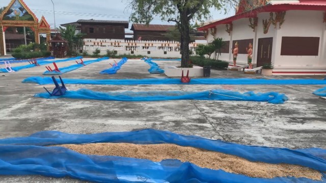 หลวงพ่อเปิดลานวัดให้ชาวบ้านตากข้าว