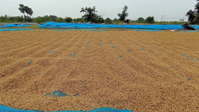 พายุเอตาวทำฝนตก รีบเก็บข้าวเปลือกตากลาน